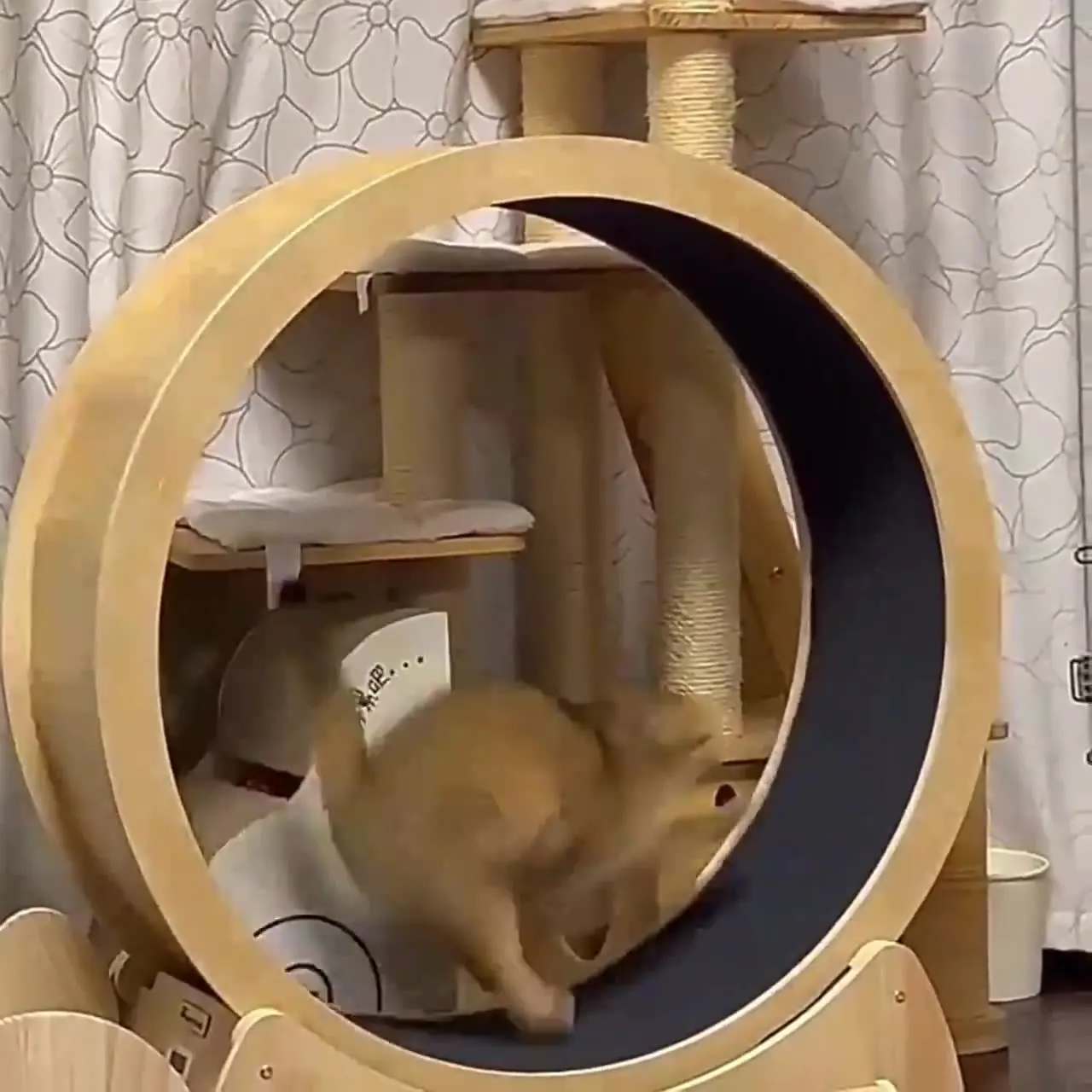 Katzen-Fitnessrad, Innenspielz – Interactive Cat Toy Bewertung und Preis
