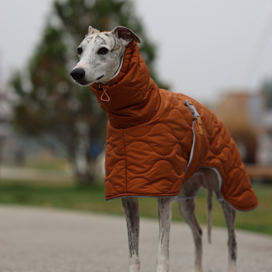 Warme Winter-Hundejacke für kl – Dog Raincoat Bewertung und Preis